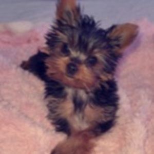 Meet your Posher, Averianna